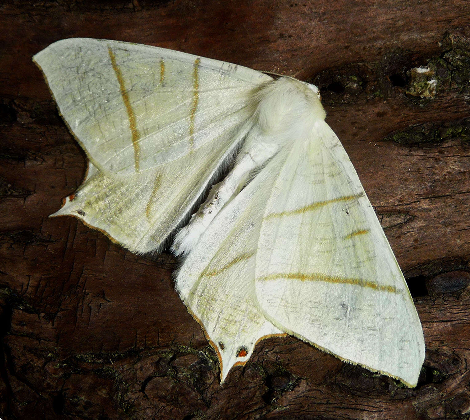 Image of Ourapteryx