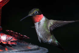 Image of Ruby-throated Hummingbird