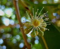 Image of Bush Cherries