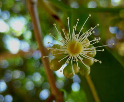 Image of Java plum