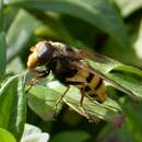 Image of Volucella inanis (Linnaeus 1758)