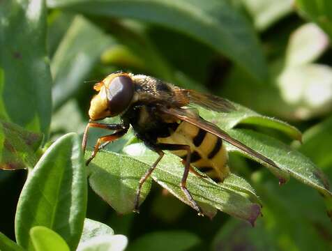 Image of Volucella