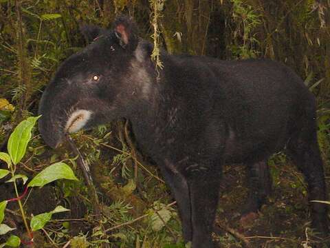 Image of Andean Tapir