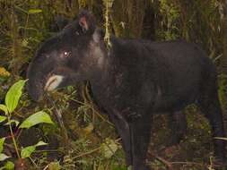 Image de tapir
