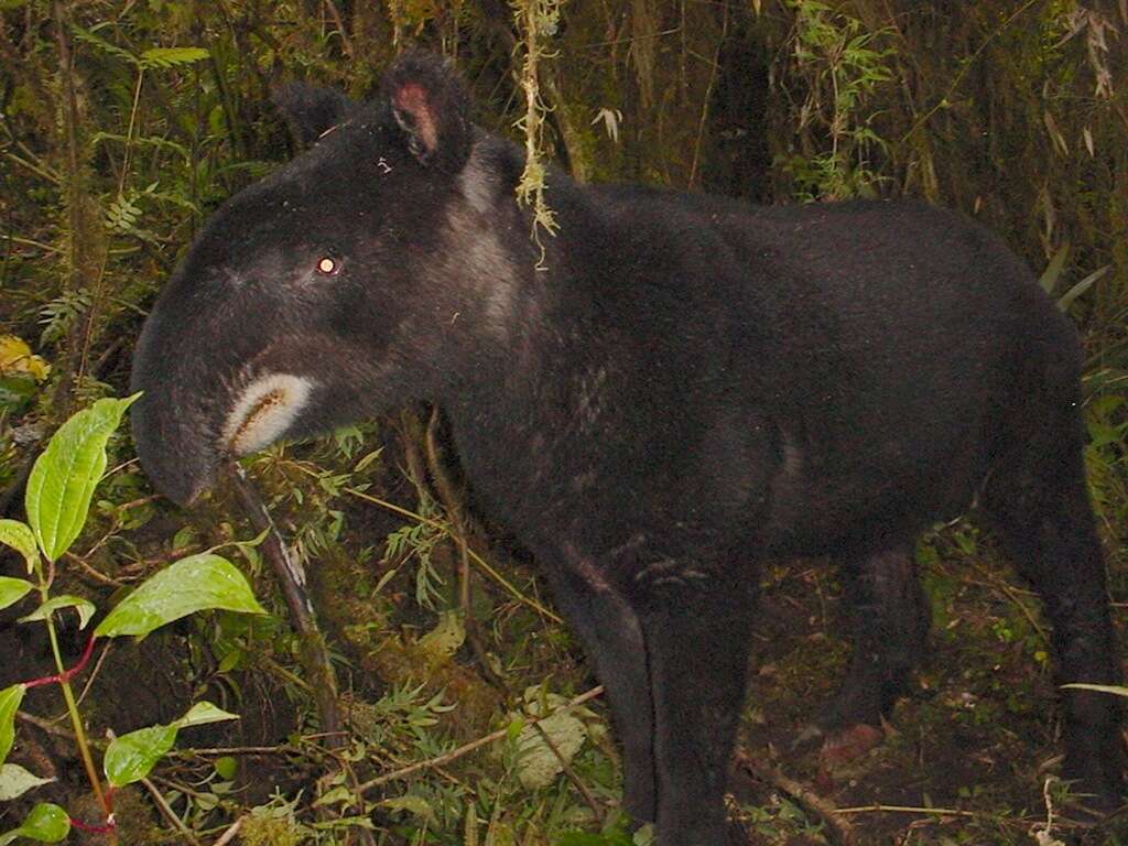 Plancia ëd Tapirus Brünnich 1771