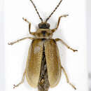 Image of Galerucella lineola