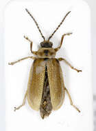 Image of Galerucella