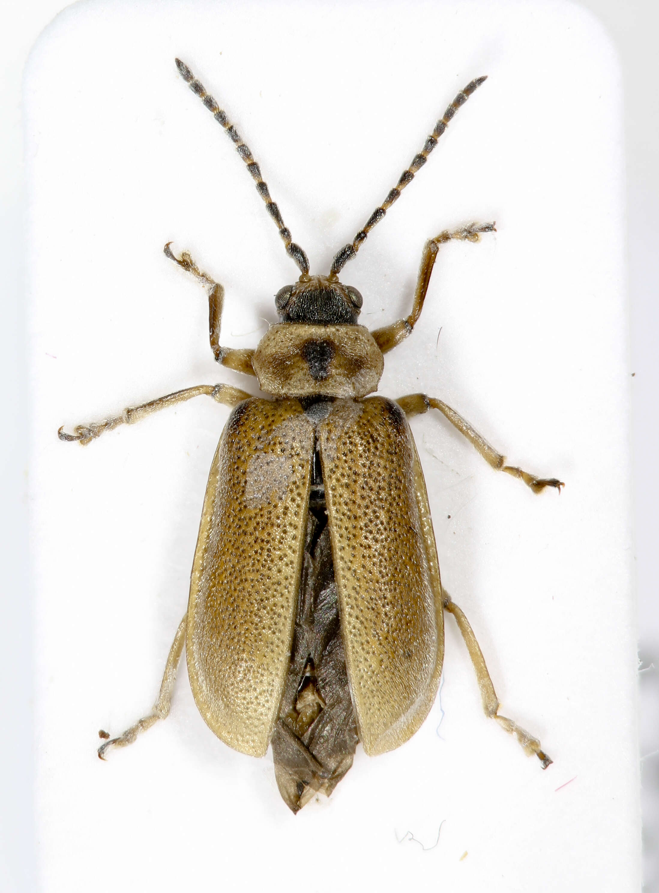 Image of Galerucella