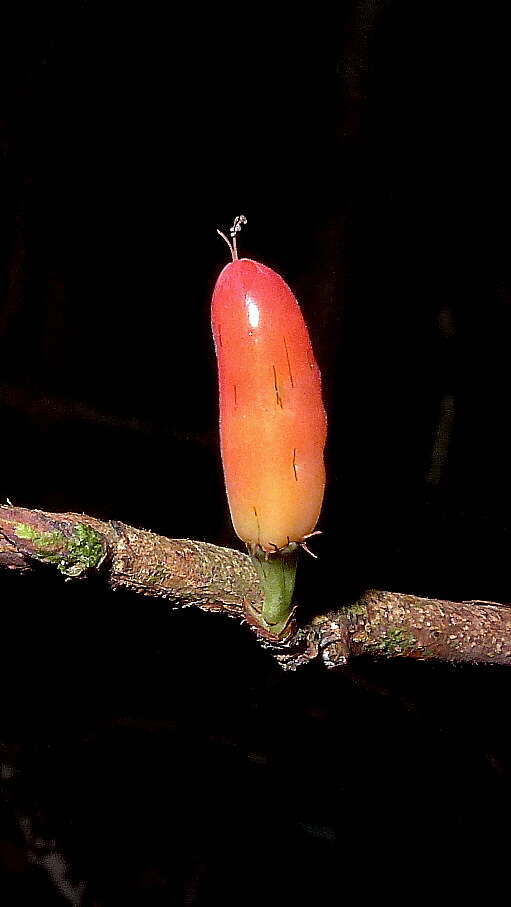 Image of Erythroxylum martii Peyr.