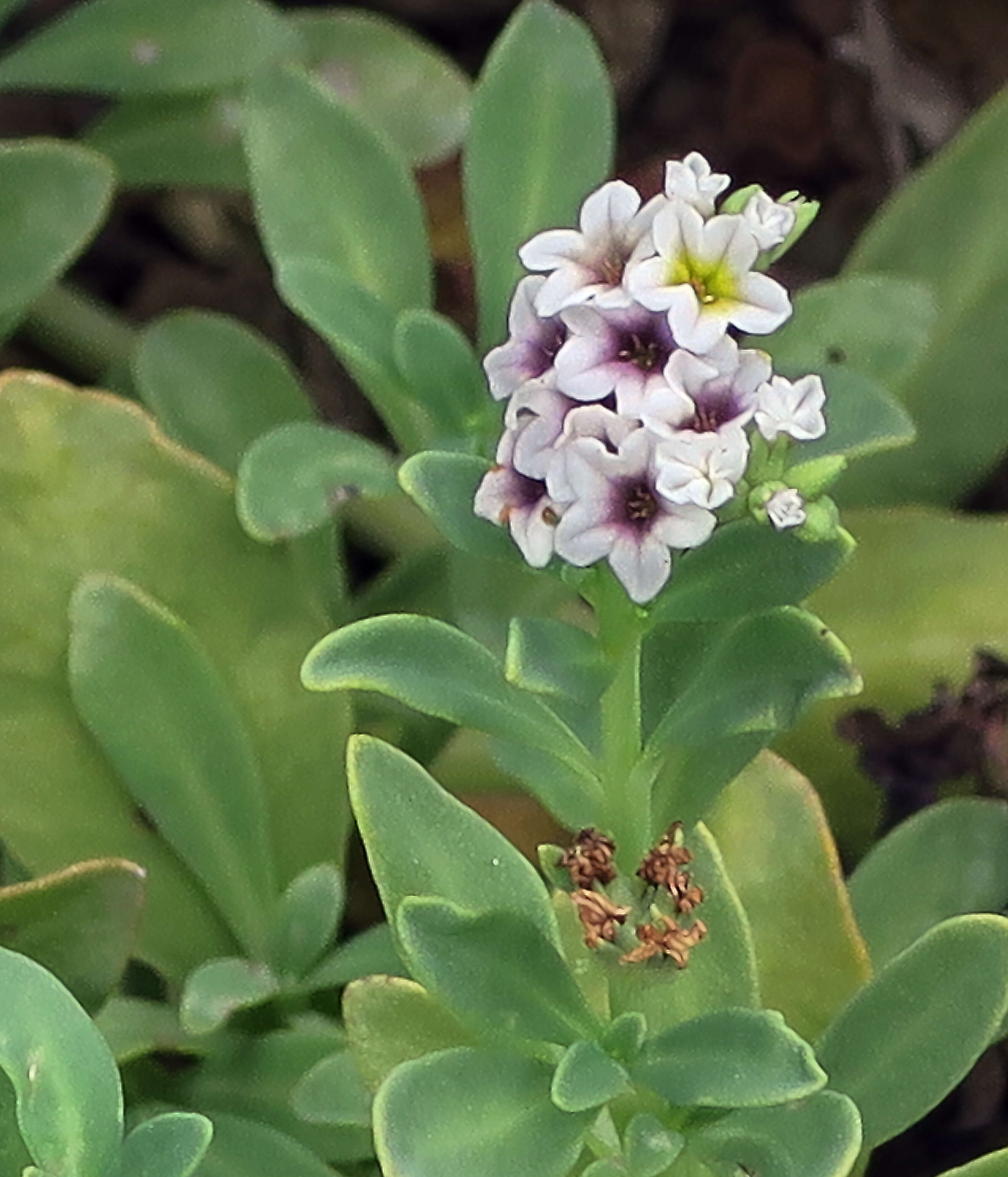 Image of heliotrope