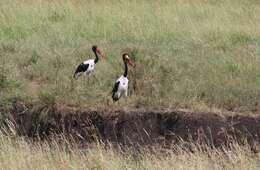 Image of Saddle-billed Stork