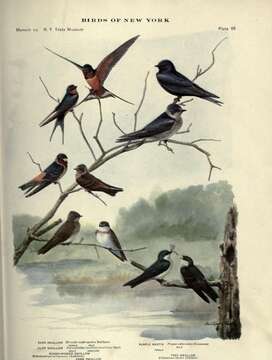 Image of Hirundo Linnaeus 1758