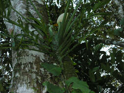 Image of monstera