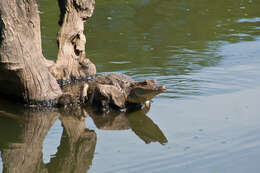 Image of Caimans