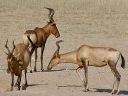 Image of Hartebeest