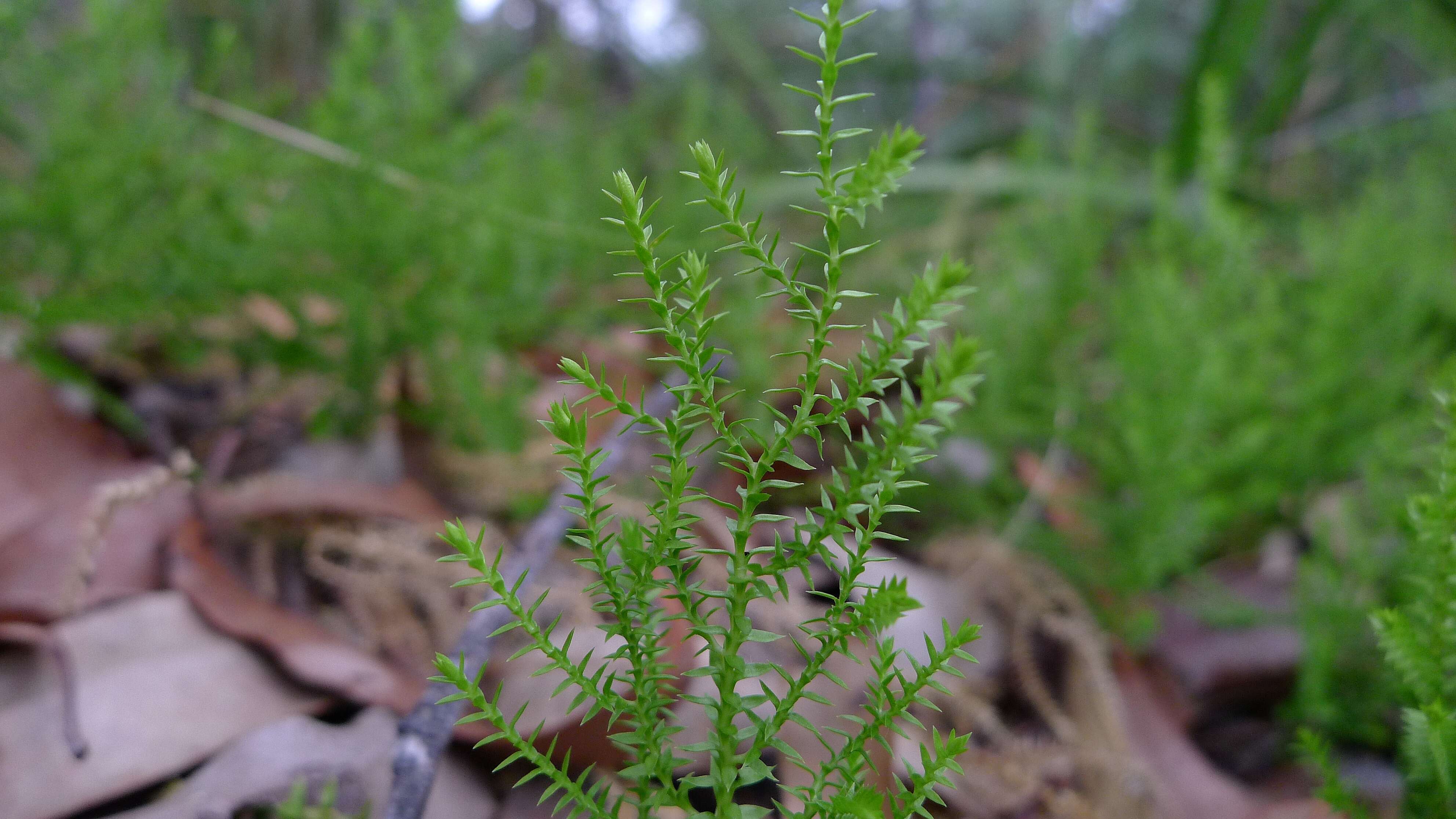 Image of Selaginella uliginosa (Labill.) Spring
