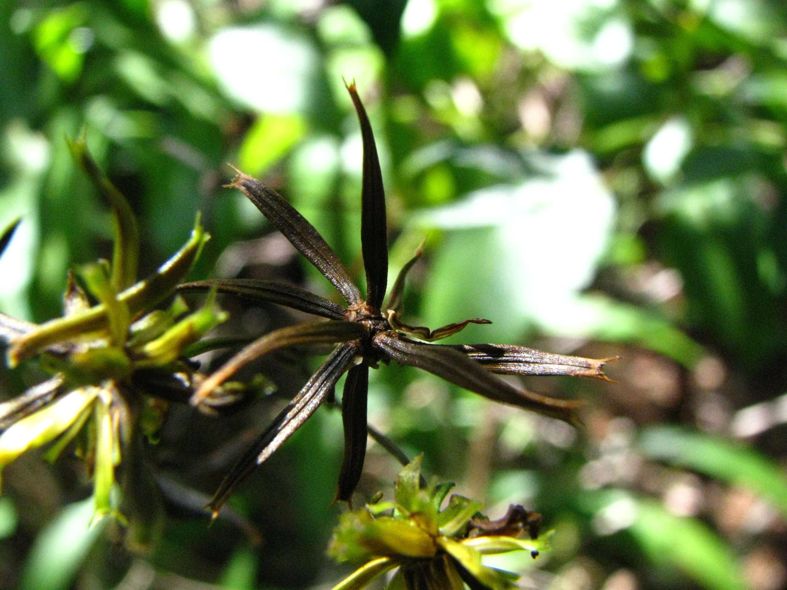 Imagem de Bidens asymmetrica (H. Lév.) Sherff