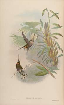 Image of Threnetes Gould 1852