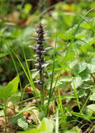 Image of Bugleweed