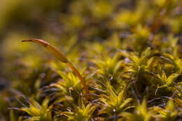 Image of tortula moss