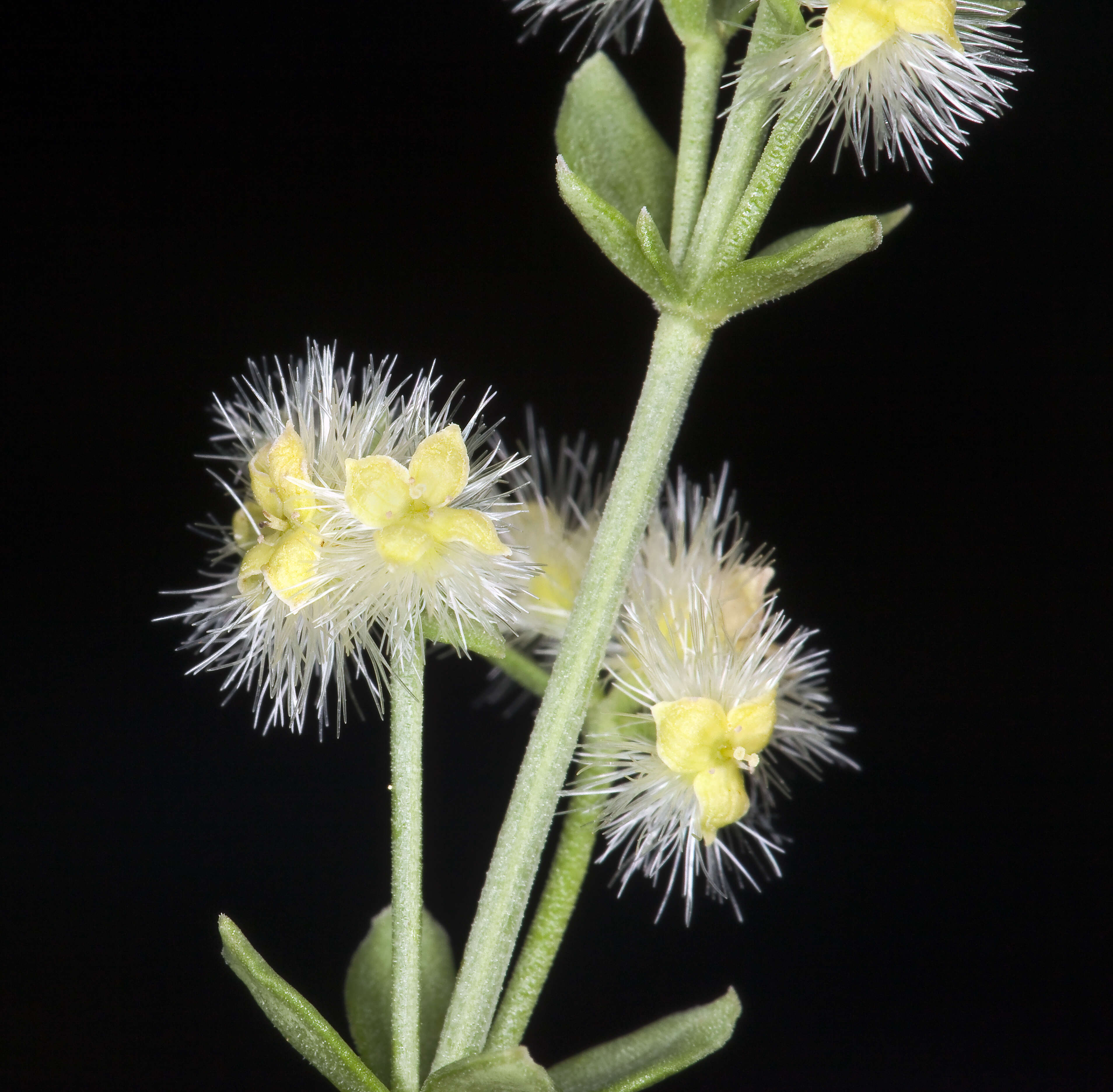 Image of Intermountain bedstraw