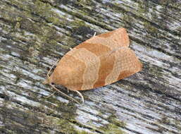 Image of barred fruit-tree tortrix