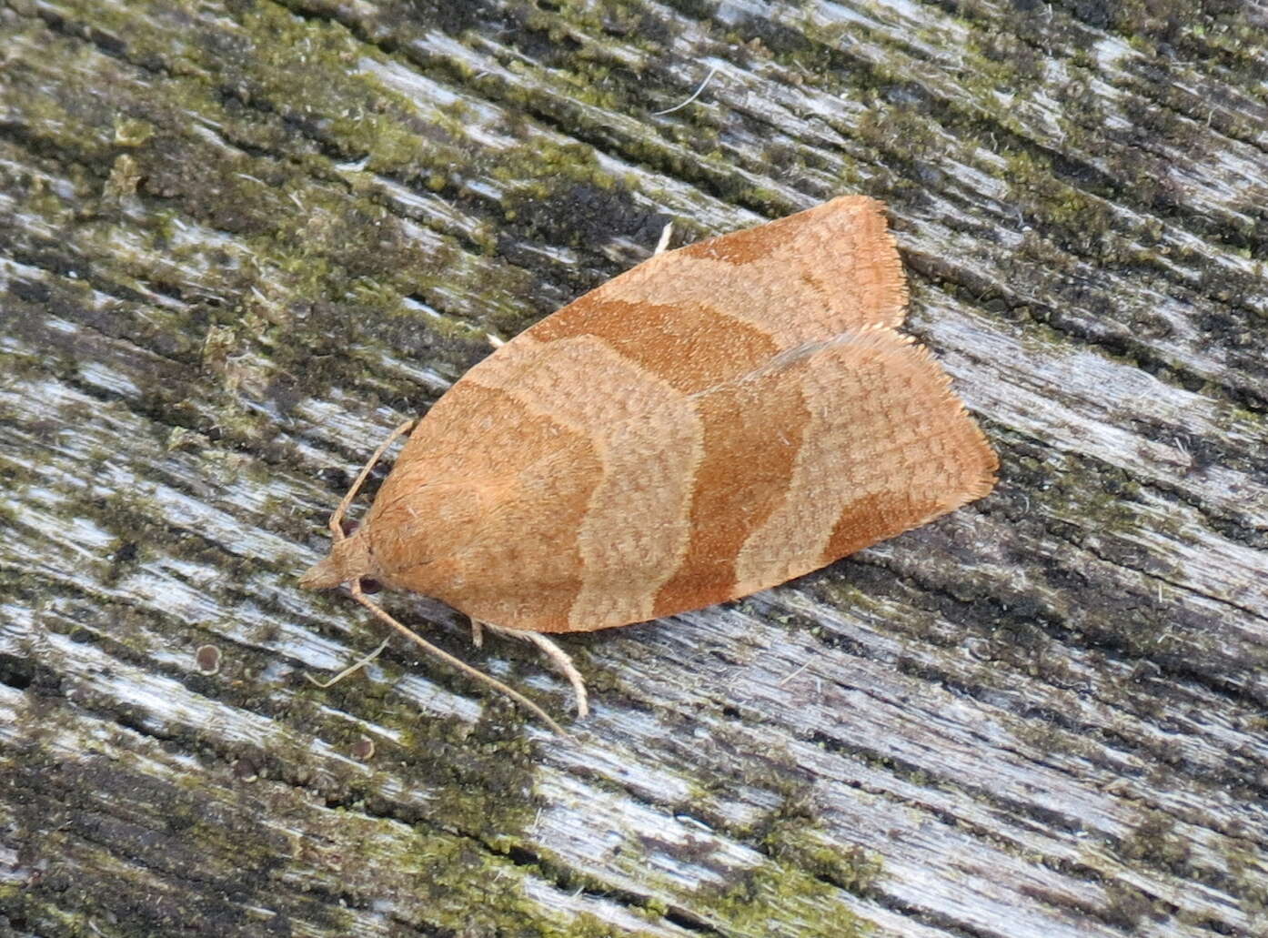 Image of barred fruit-tree tortrix