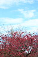 Image of Taiwan flowering cherry
