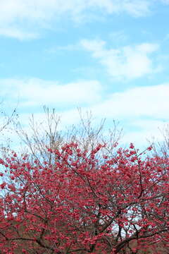 Imagem de Prunus campanulata Maxim.