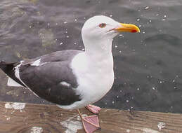 Image of Western Gull