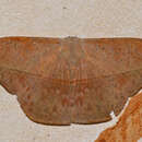 Image of Tropical American Silkworm Moth