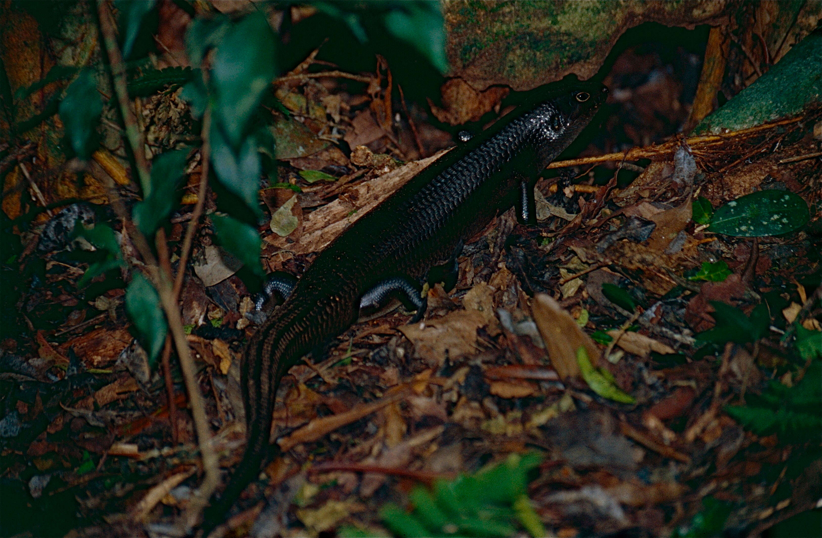 Image of Land Mullet