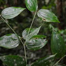 صورة Disporum calcaratum D. Don