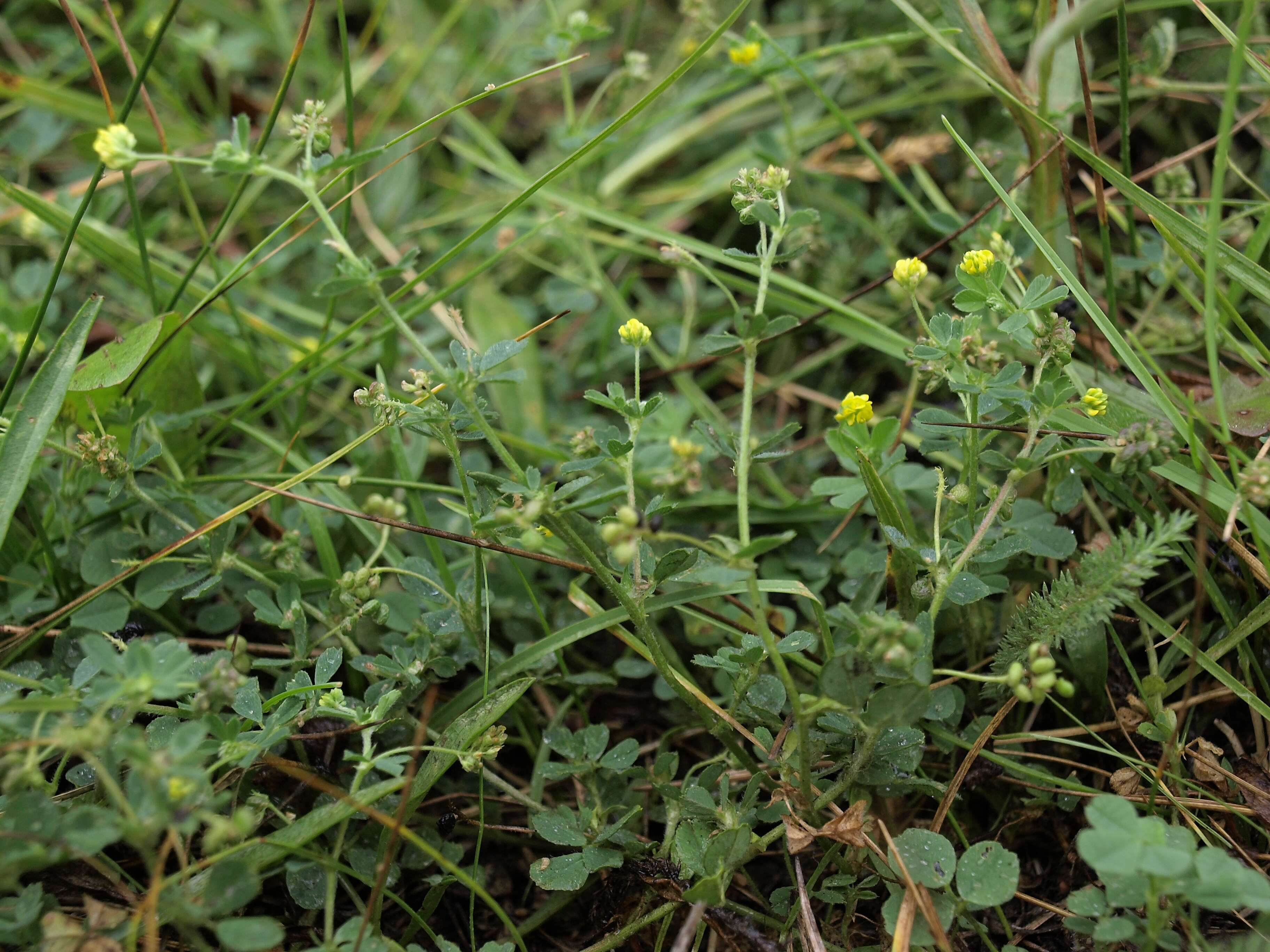 Слика од Medicago