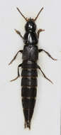 Image of Large rove beetle