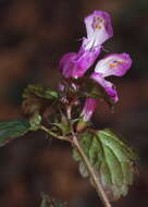 Image of spotted dead-nettle