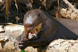 Image of giant otter