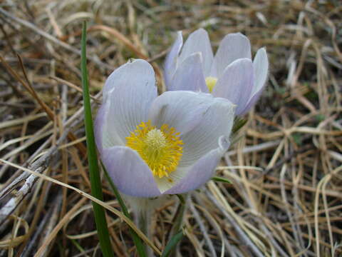 Image of pasqueflower