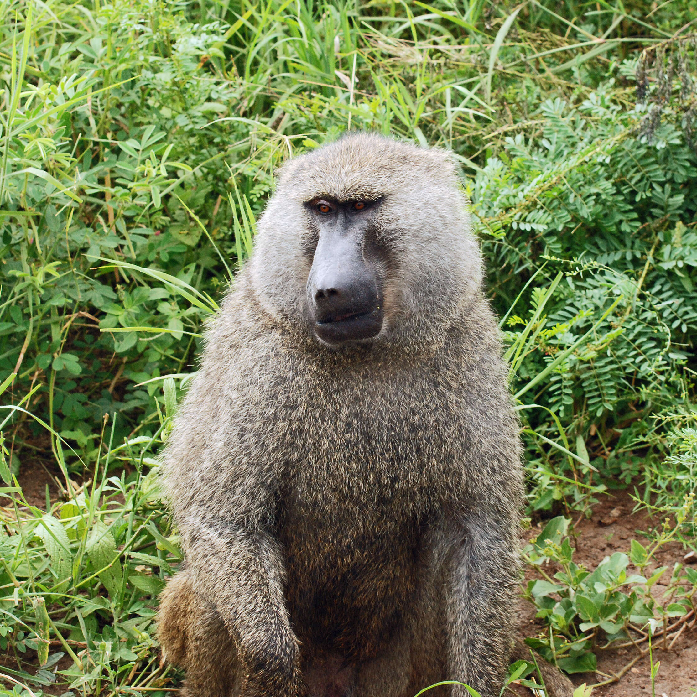 Image of Baboon