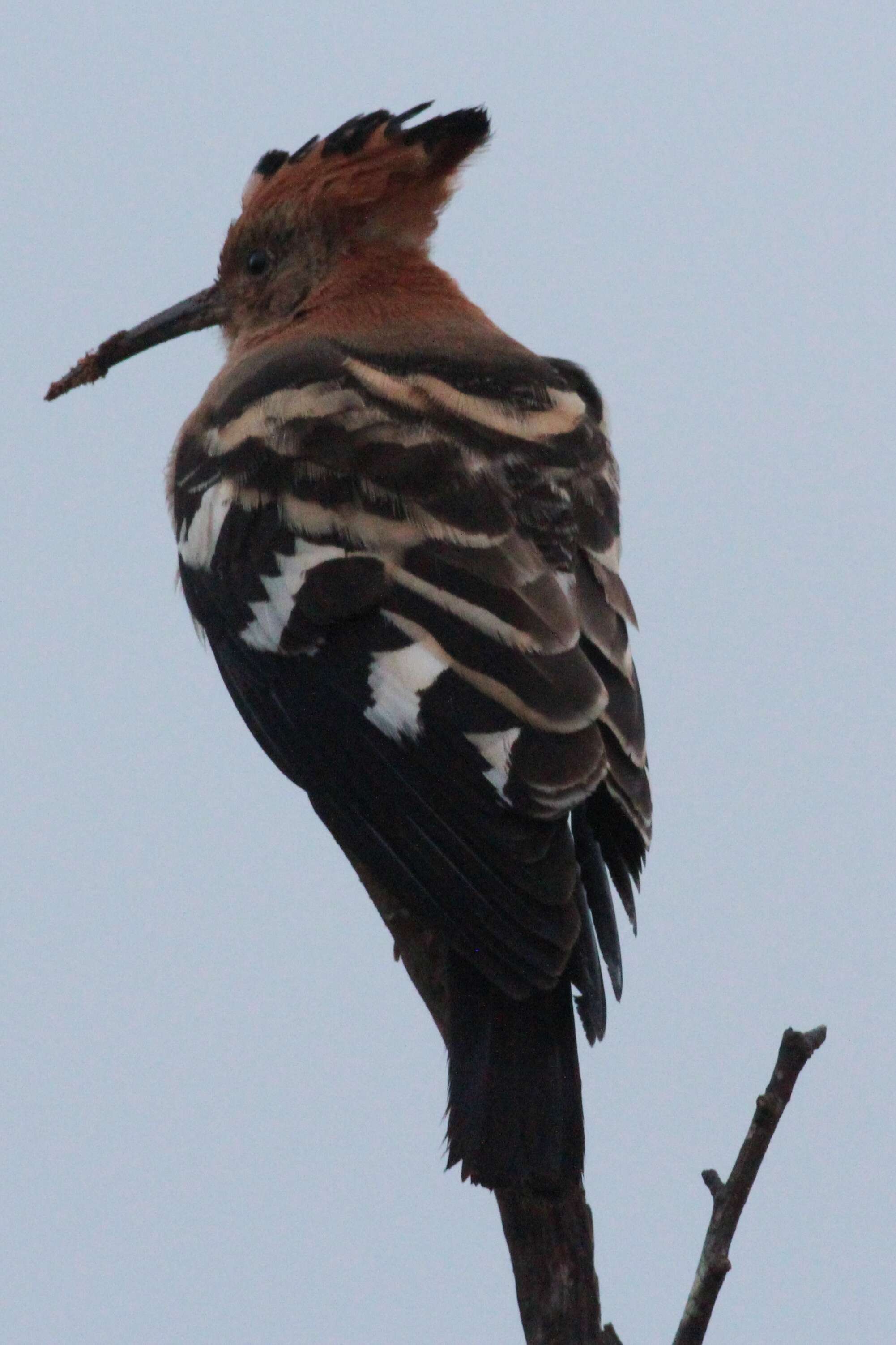 Image of hoopoes