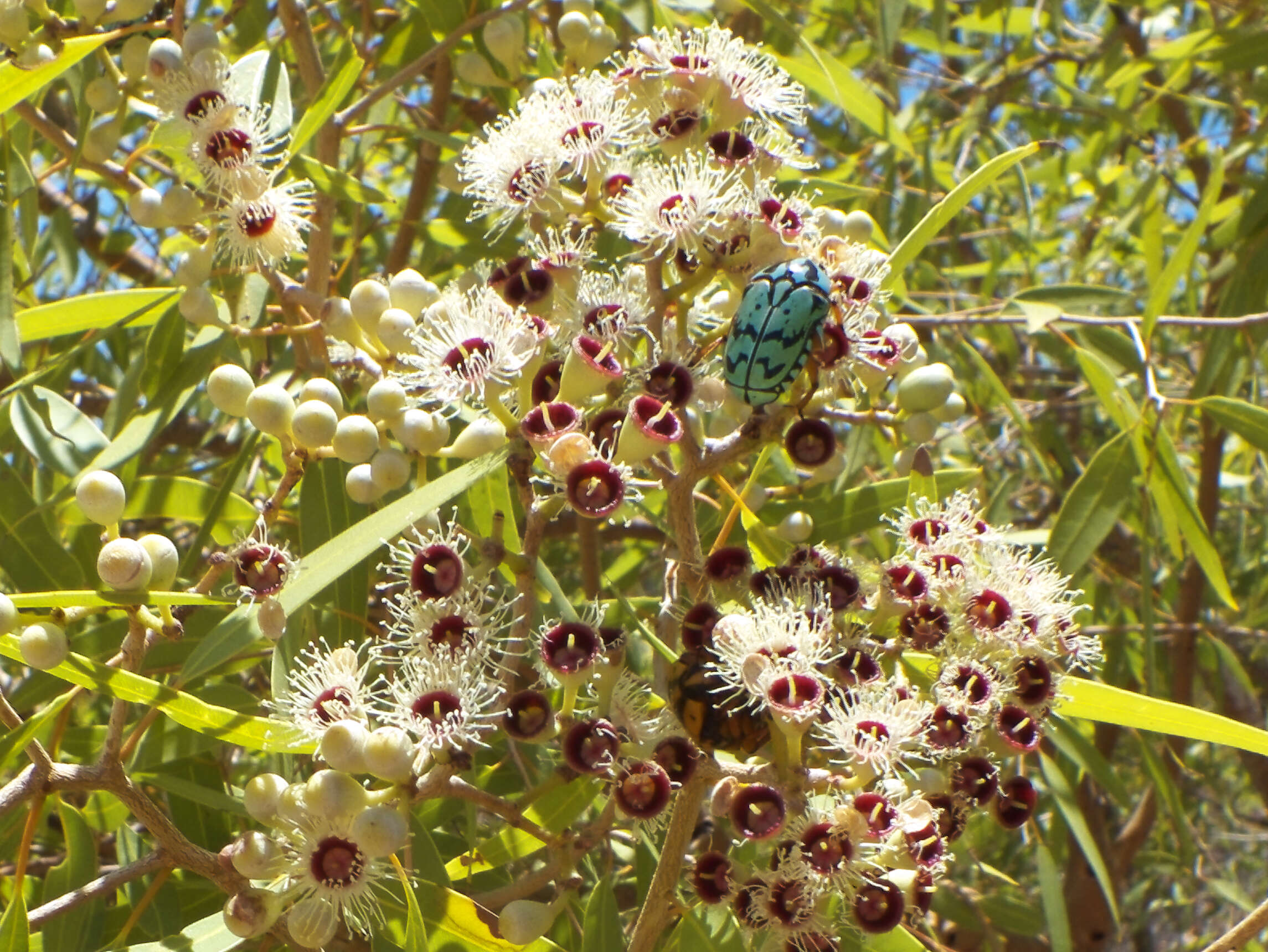 Image of flower chafers (beetles)