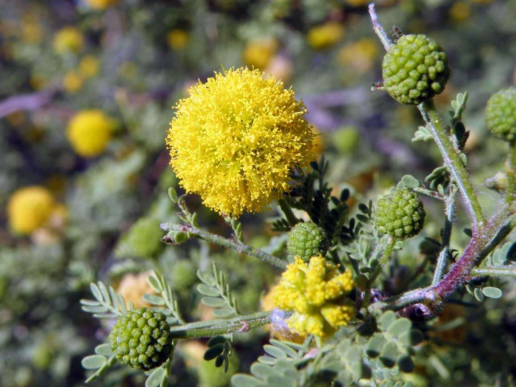 Image of whitethorn acacia