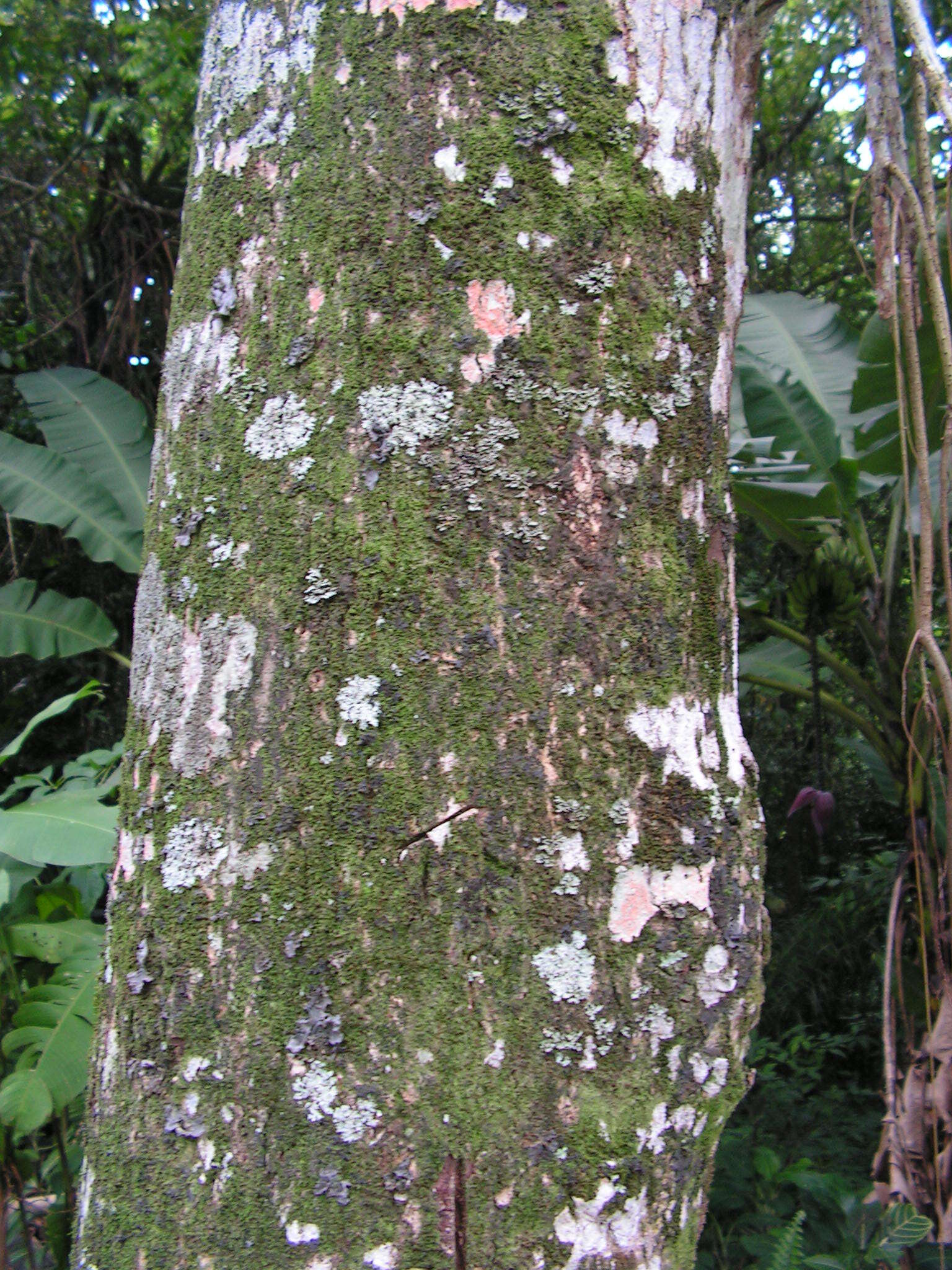 Imagem de Sapium glandulosum (L.) Morong