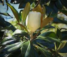 Image of southern magnolia