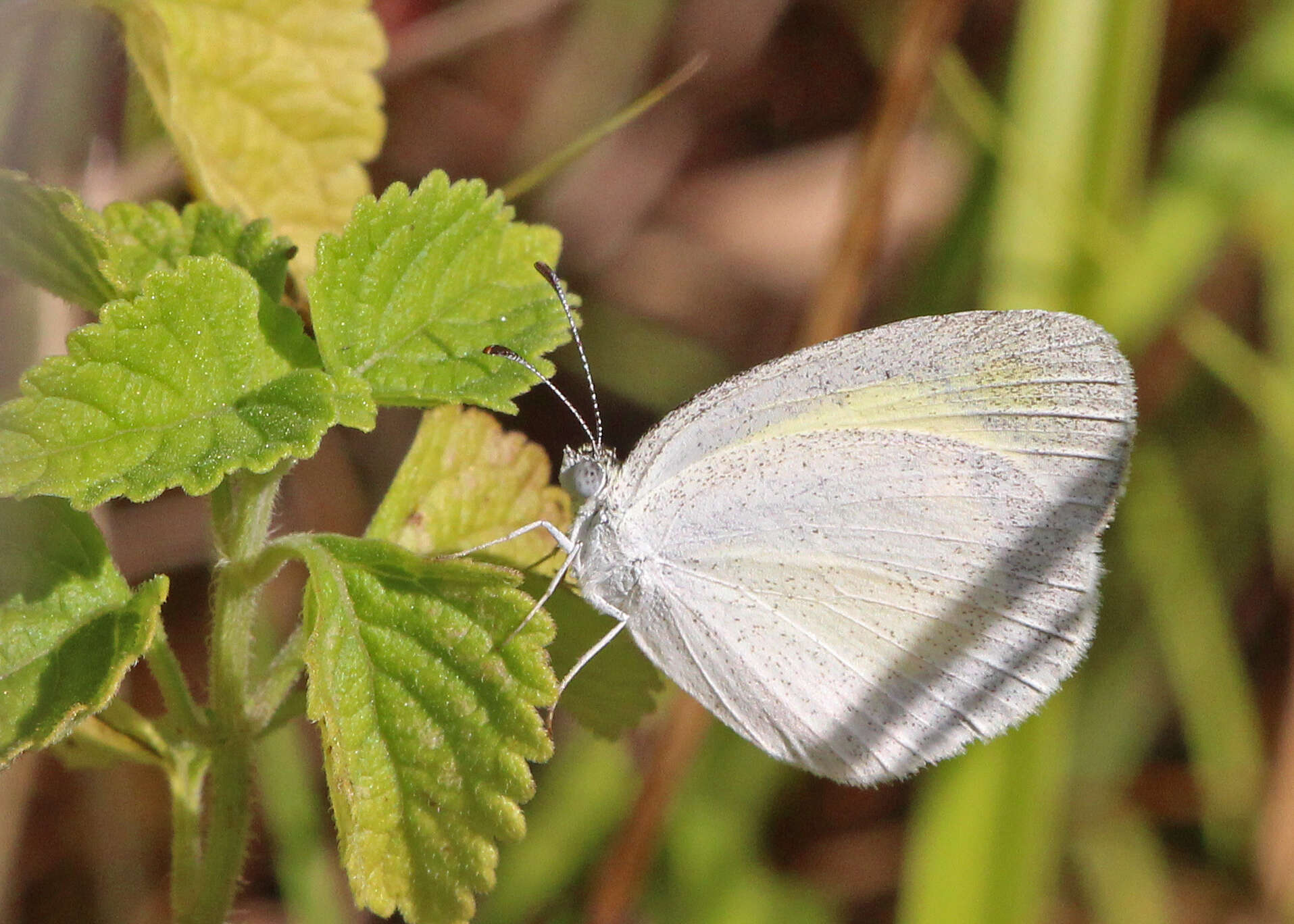 Image of Eurema