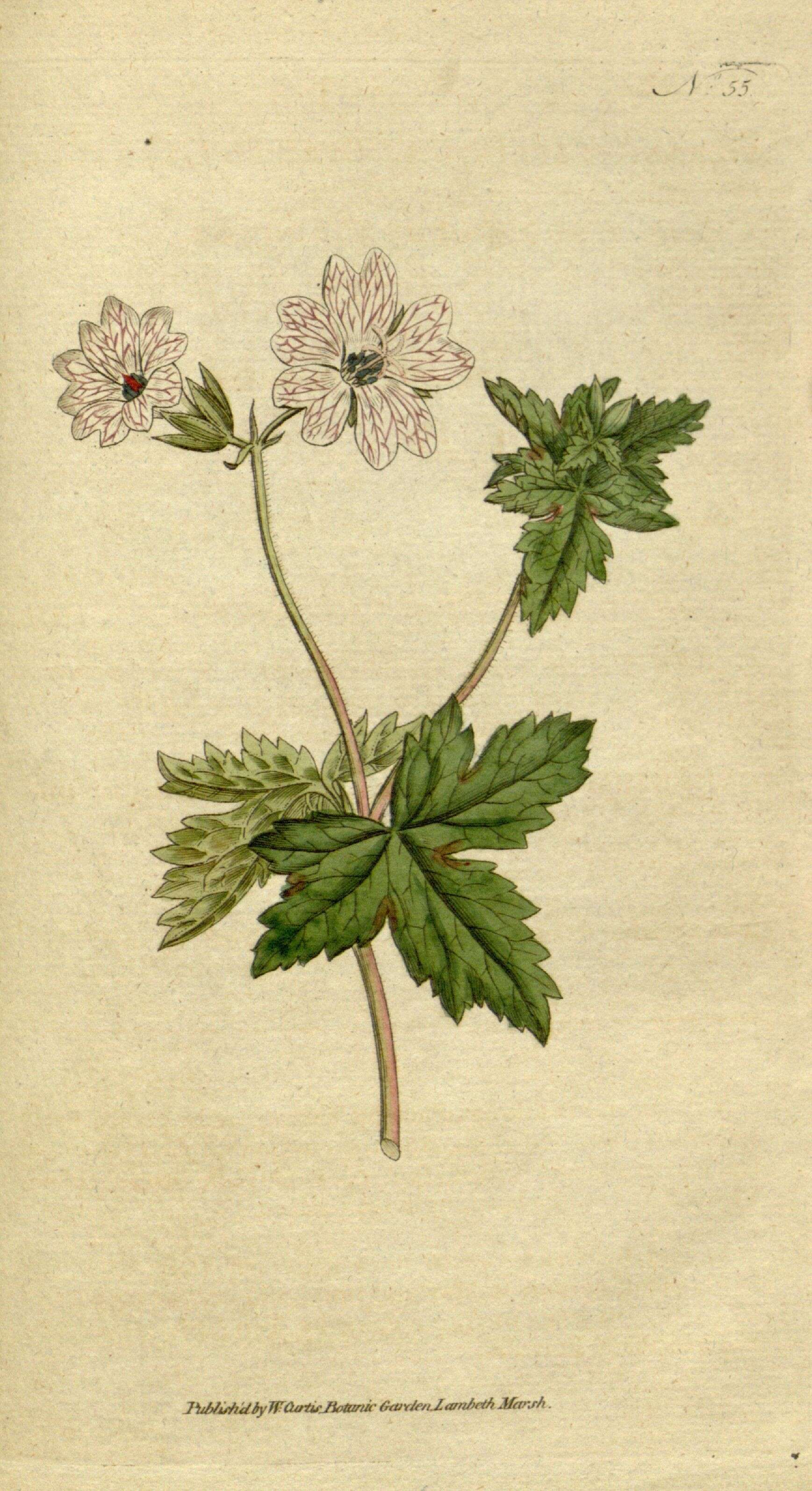 Image de Geranium versicolor L.