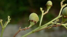 Image of Rinorea bahiensis (Moricand) Kuntze