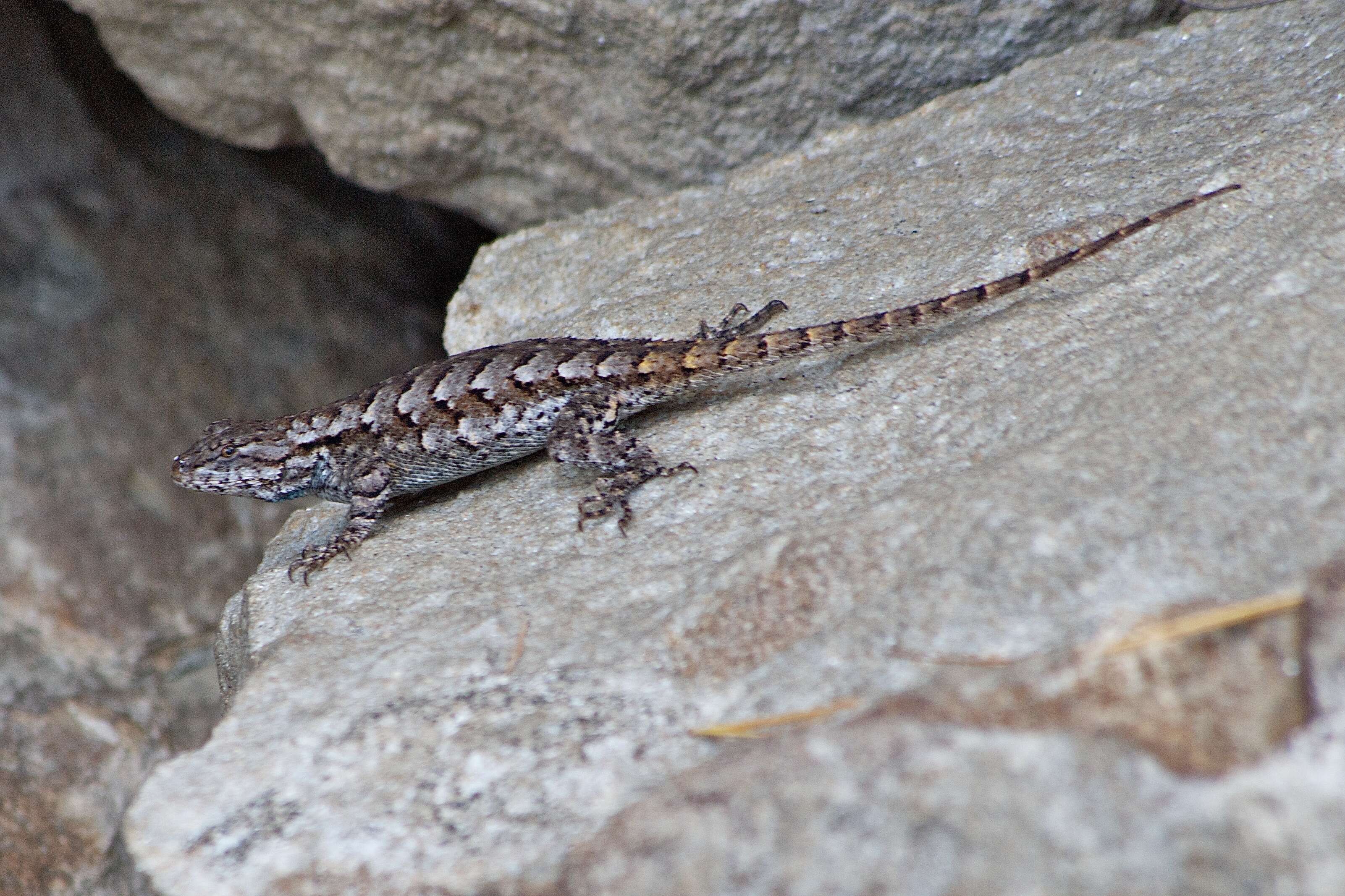 Image of Eastern Fence Lizard