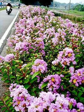 Image of Crape myrtle