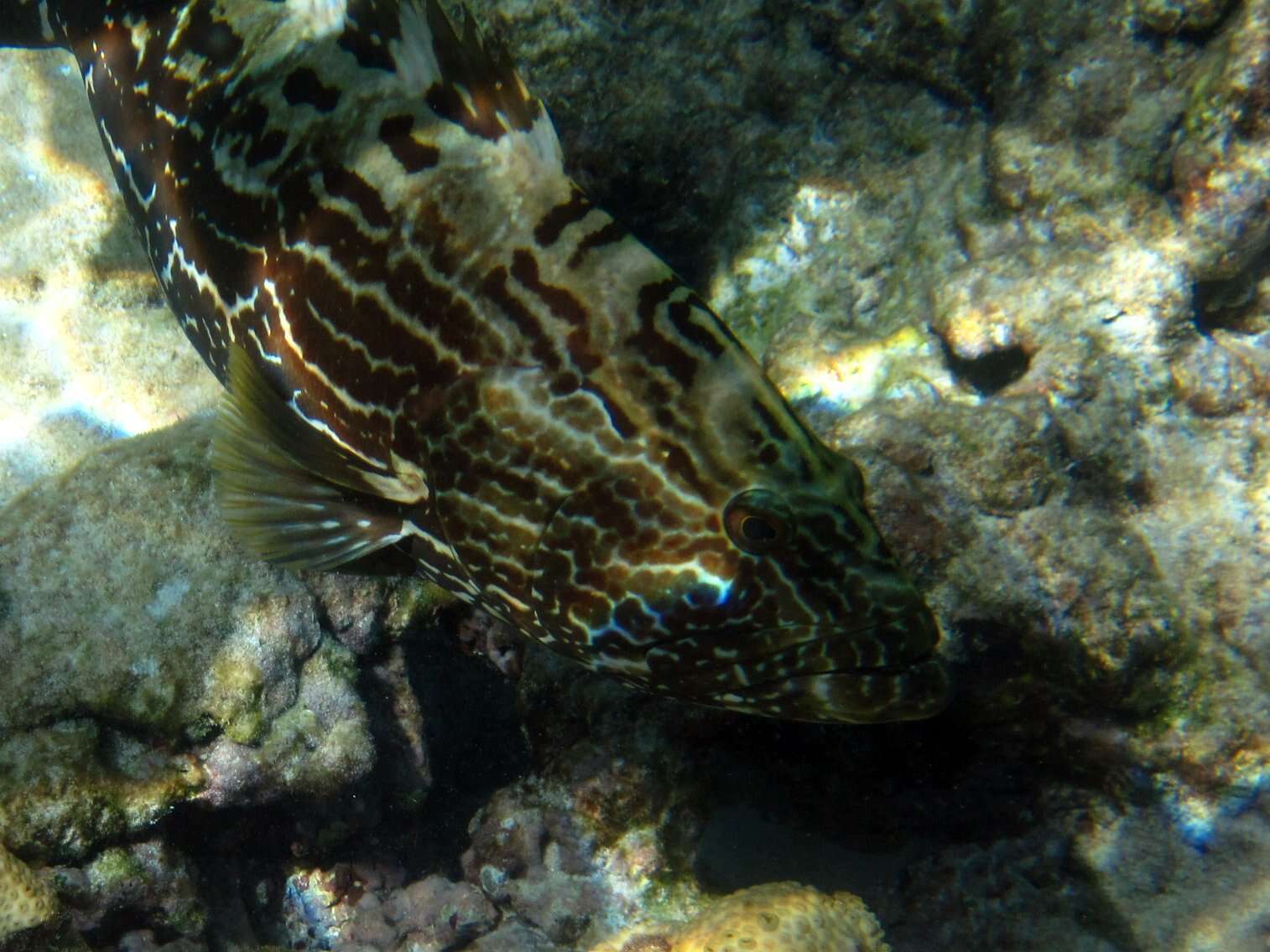 Imagem de Epinephelus fasciatomaculosus (Peters 1865)